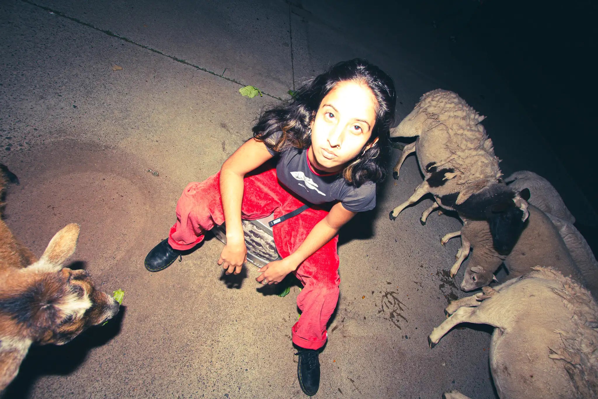 Person sitting on a street with animals around