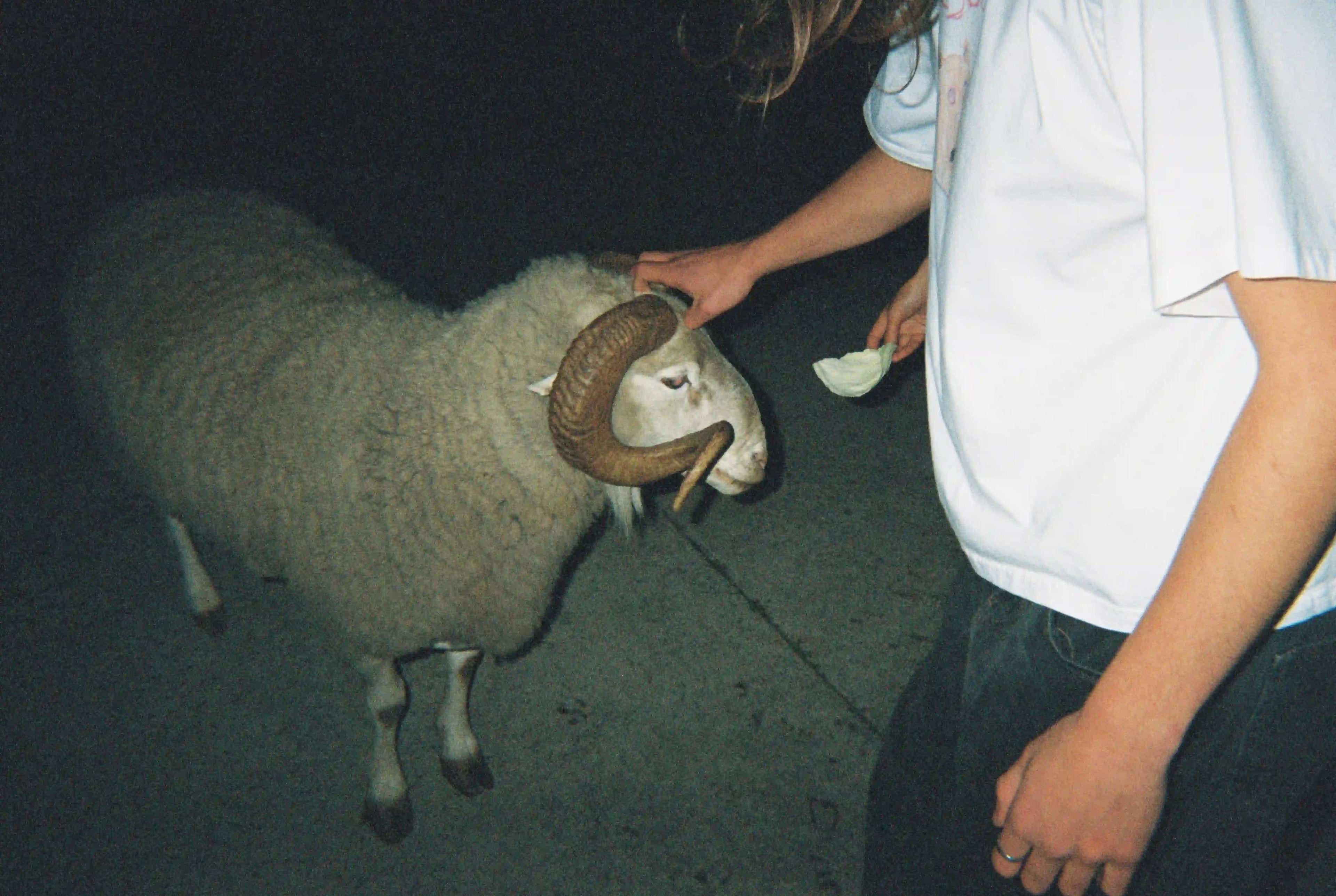 A man gently pets a ram during a luxurious Bullyboy photoshoot in Cape Town, showcasing premium streetwear elegance.